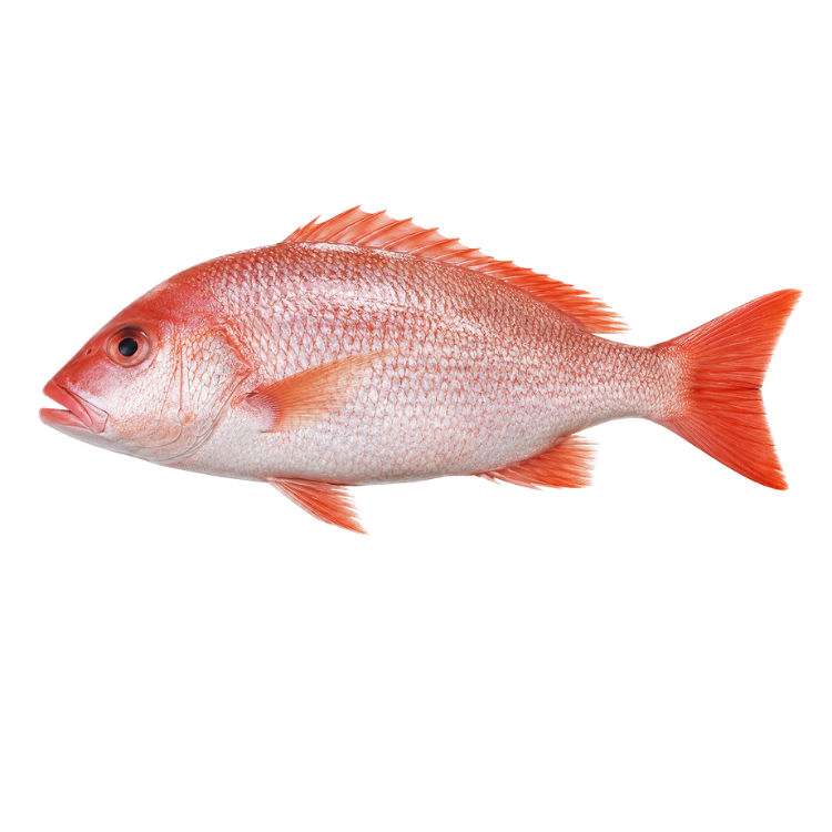 Ikan Kakap Merah