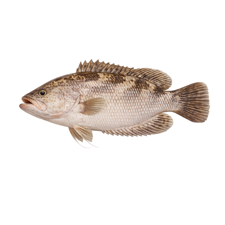 Ikan Kerapu Laut