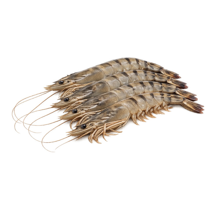 Udang Tiger